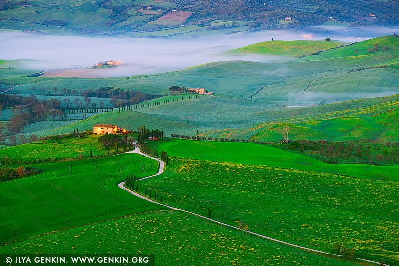 italy stock photography | Val d'Orcia at Dawn, Pienza, Val d'Orcia, Tuscany, Italy. A serene early morning view of the Val d'Orcia landscape near Pienza, Tuscany, just before sunrise. A lavender fog drapes over the rolling hills, softening their contours and creating a dreamlike atmosphere. Lush green fields peek through the mist, adding vibrant contrast to the tranquil scene. Clusters of cypress trees and a nearby farmhouse emerge from the fog, offering texture and depth to this intimate glimpse of the Tuscan countryside at its most peaceful.