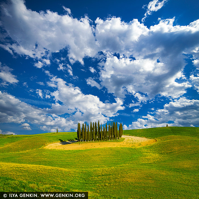 italy stock photography | Cipressi di San Quirico d'Orcia #2, Val d'Orcia, Tuscany, Italy. Cipressi di San Quirico d'Orcia is an iconic group of cypress trees located in the heart of Tuscany, Italy. Set atop a gentle hill and surrounded by rolling landscapes, it is a symbol of the region's timeless beauty and a favourite subject for photographers and visitors alike. A captivating afternoon view of Cipressi di San Quirico d'Orcia, nestled in the heart of Tuscany. The iconic cluster of cypress trees stands tall and proud at the center of the composition, framed by gently rolling green hills. The vibrant blue sky above is dotted with fluffy white clouds, adding depth and contrast to the scene. The sun bathes the landscape in warm, natural light, highlighting the vivid colours and timeless beauty of this serene countryside setting.