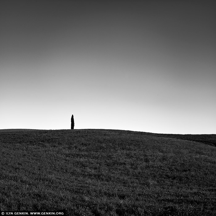 italy stock photography | Lonely Cypress Tree at San Quirico d'Orcia, Val d'Orcia, Tuscany, Italy, Image ID ITALY-TUSCANY-0014