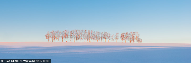 japan stock photography | Thirty Eight Birches at Sunrise, Seven Star Tree, Biei, Hokkaido, Japan. The photo captures a serene early winter morning near Biei, Hokkaido, where thirty-eight slender birch trees stand in a perfect row, their white trunks glowing with a soft red hue as the rising sun bathes them in warm light. The snow beneath the trees is freshly fallen, pristine and untouched, creating a crisp contrast to the vivid blue sky above. The air seems crisp and clean, as if carrying the pure essence of winter. The clear sky, devoid of clouds, adds to the calm and peaceful atmosphere, framing the striking birches against a backdrop of natural beauty.