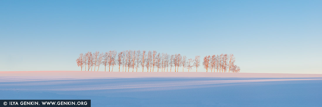 japan stock photography | Thirty Eight Birches at Sunrise, Seven Star Tree, Biei, Hokkaido, Japan, Image ID JAPAN-HOKKAIDO-BIEI-0006