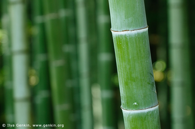 japan stock photography | Bamboo Trees at Arashiyama Bamboo Grove, Arashiyama, Kyoto, Kansai, Honshu, Japan, Image ID JP-ARASHIYAMA-BAMBOO-0002