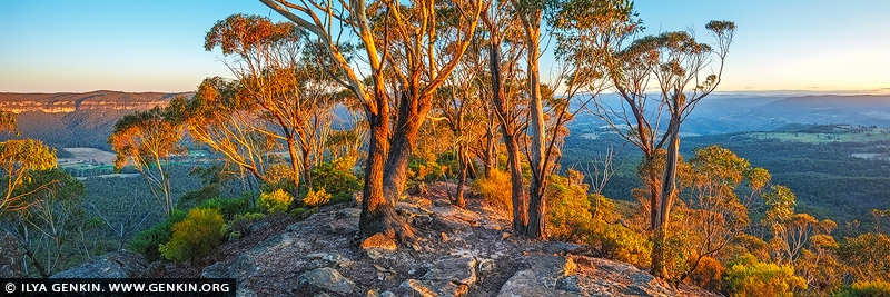 landscapes stock photography | Hargraves Lookout and Megalong Valley at Sunset, Blackheath, Blue Mountains National Park, NSW, Australia. Panoramic view of Megalong Valley at sunset. The landscape glows with the warm colours of the setting sun. Seen from Hargraves Lookout, the rugged cliffs, vast valleys, and distant mountain ranges stretch out in all directions, painted in shades of green, gold, and ochre. The Red Gums and towering Mountain Ashes stand tall, their trunks and leaves illuminated with a rich, reddish hue in the golden light. As the sun dips lower, the sky becomes a canvas of pink, orange, and deep purple, casting a serene and timeless atmosphere over this secluded Australian wilderness.