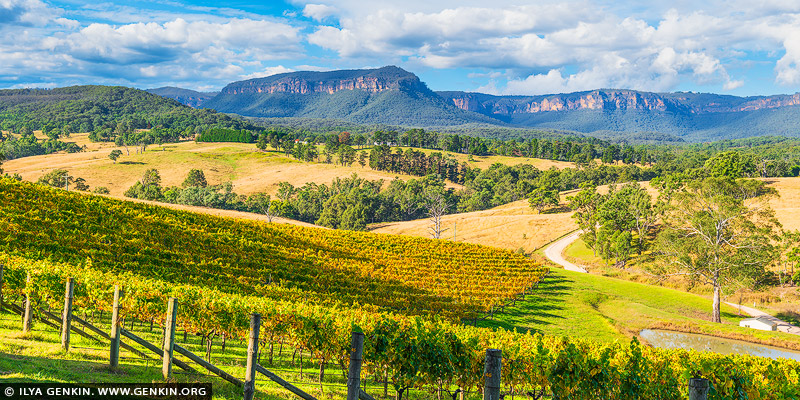 landscapes stock photography | Dryridge Estate Winery and Megalong Valley at Sunset, Blue Mountains National Park, NSW, Australia. The photo captures the breathtaking landscape of Dryridge Estate Winery, where lush vineyards stretch gracefully in the foreground. Rows of grapevines, heavy with ripening fruit, create a vibrant green carpet that leads the eye toward the majestic Megalong Valley. In the background, the dramatic cliffs rise sharply against the sky, their rugged features illuminated by the warm, golden hues of the setting sun. The light casts a soft glow over the entire scene, enhancing the rich colours of the vines and the stunning natural beauty of the valley, making it a picturesque snapshot of tranquility and abundance in the heart of wine country.