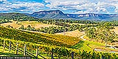 landscapes stock photography | Dryridge Estate Winery and Megalong Valley at Sunset, Blue Mountains National Park, NSW, Australia, Image ID MEGALONG-VALLEY-0002. The photo captures the breathtaking landscape of Dryridge Estate Winery, where lush vineyards stretch gracefully in the foreground. Rows of grapevines, heavy with ripening fruit, create a vibrant green carpet that leads the eye toward the majestic Megalong Valley. In the background, the dramatic cliffs rise sharply against the sky, their rugged features illuminated by the warm, golden hues of the setting sun. The light casts a soft glow over the entire scene, enhancing the rich colours of the vines and the stunning natural beauty of the valley, making it a picturesque snapshot of tranquility and abundance in the heart of wine country.