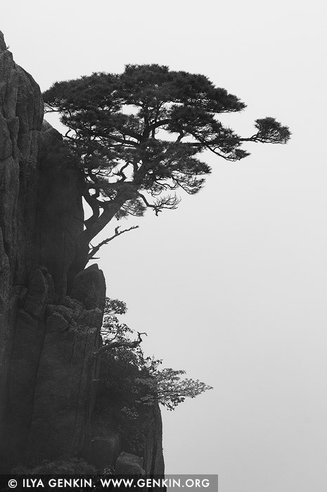 portfolio stock photography | Tree on Rock Wall, Xihai (West Sea) Grand Canyon, Baiyun Scenic Area, Huangshan (Yellow Mountains), China, Image ID CHINA-BW-0006