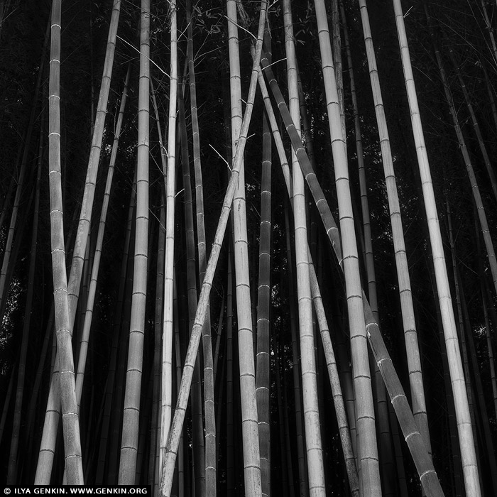 portfolio stock photography | Bamboo Trees at Arashiyama Bamboo Grove , Arashiyama, Kyoto, Kansai, Honshu, Japan, Image ID JAPAN-ARASHIYAMA-BAMBOO-GROVE-0002