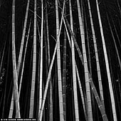 portfolio stock photography | Bamboo Trees at Arashiyama Bamboo Grove , Arashiyama, Kyoto, Kansai, Honshu, Japan, Image ID JAPAN-ARASHIYAMA-BAMBOO-GROVE-0002. The Arashiyama Bamboo Grove is one of Kyoto's top sights and for good reason: standing amid these soaring stalks of bamboo is like being in another world. It is one of the most beautiful and serene places you could visit in Japan.