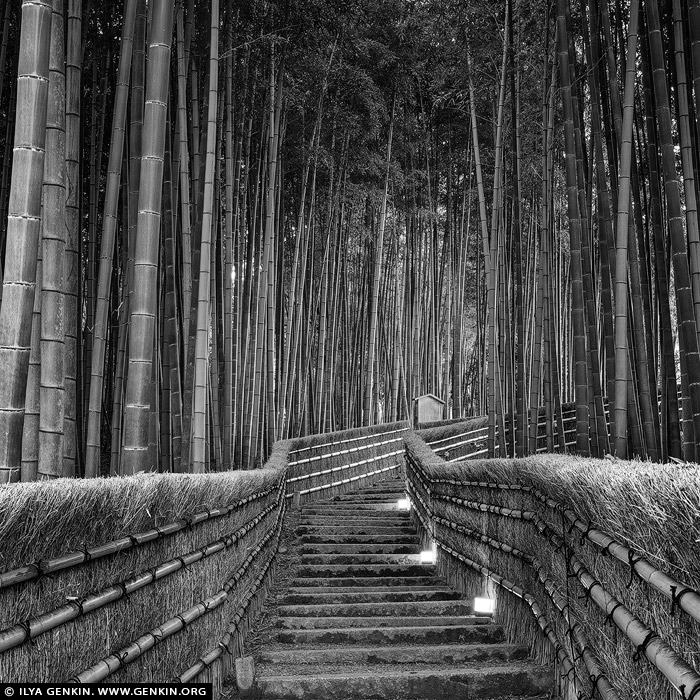 portfolio stock photography | Bamboo Trees at Adashino Nenbutsuji Temple, Arashiyama, Kyoto, Kansai, Honshu, Japan, Image ID JAPAN-ARASHIYAMA-BAMBOO-GROVE-0003