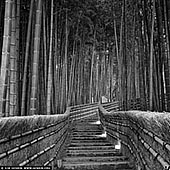 portfolio stock photography | Bamboo Trees at Adashino Nenbutsuji Temple, Arashiyama, Kyoto, Kansai, Honshu, Japan, Image ID JAPAN-ARASHIYAMA-BAMBOO-GROVE-0003. Adashino Nenbutsu-ji (Adashino Nenbutsuji) is a Buddhist temple in Ukyo-ku, Kyoto, Japan. In 811 Kūkai is said to have founded a temple, then Honen altered it to the present Nenbutsuji. Situated high on a hill overlooking the city from the northwest, it sits in an area where since the Heian period people abandoned the bodies of the dead, exposing them to the wind and rain. The Adashino Nenbutsuji is a home to a quiet bamboo grove hidden on its backyard. The Adashino Nenbutsuji Temple, however, is not famous for its bamboo grove. This Temple is a popular place for autumn foliage sighting in Kyoto.