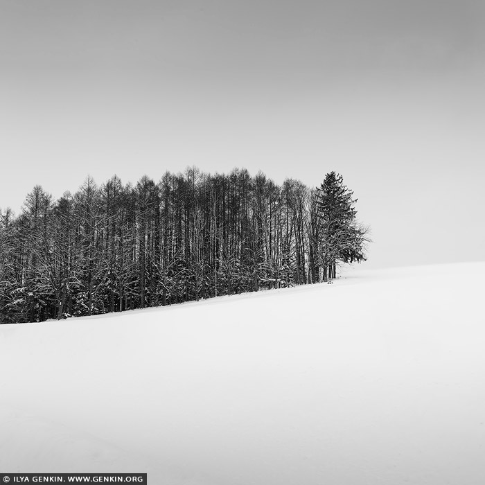 portfolio stock photography | Forest Edge. Study 1, Biei, Hokkaido, Japan. A black-and-white photograph captures the quiet solitude of a small pine tree grove on a snow-covered hill in winter near Biei, Hokkaido. The trees, dark and delicate, stand in sharp contrast to the smooth, unbroken expanse of snow that blankets the hill, creating a serene and minimalist composition. Each pine, with its branches dusted in snow, appears as a delicate silhouette against the bright, white background, their forms etched in soft shadow. The gentle slope of the hill adds a sense of calm motion, while the snow itself is rendered as a smooth, almost ethereal surface, devoid of texture except where the trees meet the ground. The sky above, a pale, featureless expanse, merges with the snow, enhancing the feeling of isolation and tranquility. The monochrome palette emphasises the stark beauty of winter, where the simplicity of nature is laid bare - just the trees, the snow, and the quiet, endless sky. The scene evokes a sense of stillness and peace, as if time has momentarily paused in the frozen landscape of Hokkaido.