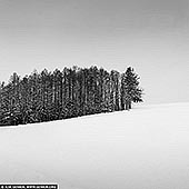 portfolio stock photography | Forest Edge. Study 1, Biei, Hokkaido, Japan, Image ID JAPAN-HOKKAIDO-BIEI-0002. A black-and-white photograph captures the quiet solitude of a small pine tree grove on a snow-covered hill in winter near Biei, Hokkaido. The trees, dark and delicate, stand in sharp contrast to the smooth, unbroken expanse of snow that blankets the hill, creating a serene and minimalist composition. Each pine, with its branches dusted in snow, appears as a delicate silhouette against the bright, white background, their forms etched in soft shadow. The gentle slope of the hill adds a sense of calm motion, while the snow itself is rendered as a smooth, almost ethereal surface, devoid of texture except where the trees meet the ground. The sky above, a pale, featureless expanse, merges with the snow, enhancing the feeling of isolation and tranquility. The monochrome palette emphasises the stark beauty of winter, where the simplicity of nature is laid bare - just the trees, the snow, and the quiet, endless sky. The scene evokes a sense of stillness and peace, as if time has momentarily paused in the frozen landscape of Hokkaido.