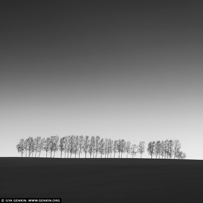 portfolio stock photography | Thirty Eight Birches. Study 1, Seven Star Tree, Biei, Hokkaido, Japan. In this black-and-white photograph, the silhouettes of birch trees stand starkly against a bright, luminous sky near the famous Seven Stars Tree in Biei, Hokkaido. The trees form a graceful line, their slender trunks and delicate branches reduced to dark, almost ghostly shapes. The absence of color enhances their silhouette, creating a striking contrast between the inky blackness of the birches and the pale, glowing expanse of the sky. The photo evokes a sense of quiet isolation and minimalism, with the trees appearing both fragile and resilient, standing in quiet defiance of the vast, open space around them. The scene is haunting yet serene, capturing a fleeting moment of stark beauty in Hokkaido's expansive landscape.