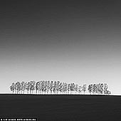 portfolio stock photography | Thirty Eight Birches. Study 1, Seven Star Tree, Biei, Hokkaido, Japan, Image ID JAPAN-HOKKAIDO-BIEI-0003. In this black-and-white photograph, the silhouettes of birch trees stand starkly against a bright, luminous sky near the famous Seven Stars Tree in Biei, Hokkaido. The trees form a graceful line, their slender trunks and delicate branches reduced to dark, almost ghostly shapes. The absence of color enhances their silhouette, creating a striking contrast between the inky blackness of the birches and the pale, glowing expanse of the sky. The photo evokes a sense of quiet isolation and minimalism, with the trees appearing both fragile and resilient, standing in quiet defiance of the vast, open space around them. The scene is haunting yet serene, capturing a fleeting moment of stark beauty in Hokkaido's expansive landscape.