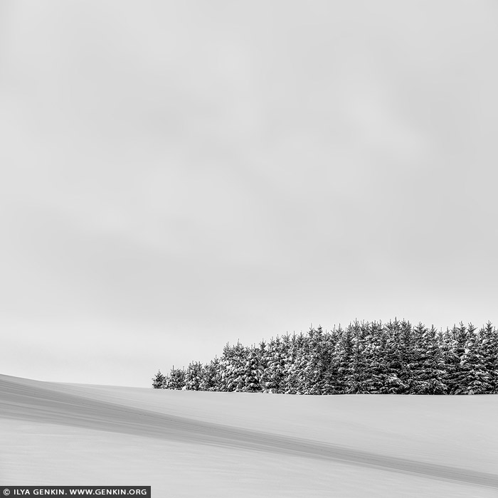 portfolio stock photography | Forest Edge. Study 2, Biei, Hokkaido, Japan. A black-and-white photograph portrays the serene beauty of a small pine tree grove perched on a snow-covered hill in winter near Biei, Hokkaido. The pines, standing tall and dark, create a striking contrast against the pristine, untouched snow that blankets the hillside. Their branches, lightly dusted with snow, form delicate silhouettes, sharply defined against the bright, white landscape. The gentle curve of the hill adds a sense of subtle movement, while the snow appears smooth and immaculate, softening the scene and drawing attention to the starkness of the trees. The sky, pale and almost indistinguishable from the ground, enhances the quiet isolation of the grove, blurring the boundaries between earth and sky. The absence of detail in the sky and snow highlights the minimalist beauty of the winter landscape, focusing the viewer's attention on the grove's simplicity and grace.