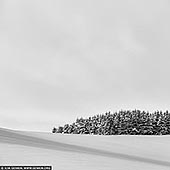 portfolio stock photography | Forest Edge. Study 2, Biei, Hokkaido, Japan, Image ID JAPAN-HOKKAIDO-BIEI-0004. A black-and-white photograph portrays the serene beauty of a small pine tree grove perched on a snow-covered hill in winter near Biei, Hokkaido. The pines, standing tall and dark, create a striking contrast against the pristine, untouched snow that blankets the hillside. Their branches, lightly dusted with snow, form delicate silhouettes, sharply defined against the bright, white landscape. The gentle curve of the hill adds a sense of subtle movement, while the snow appears smooth and immaculate, softening the scene and drawing attention to the starkness of the trees. The sky, pale and almost indistinguishable from the ground, enhances the quiet isolation of the grove, blurring the boundaries between earth and sky. The absence of detail in the sky and snow highlights the minimalist beauty of the winter landscape, focusing the viewer's attention on the grove's simplicity and grace.