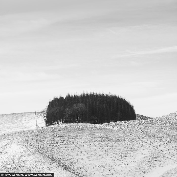 portfolio stock photography | Hilltop Trees, Study 1, Teshikaga, Hokkaido, Japan. A black-and-white minimalistic photograph showcases a small grove of trees perched atop a gently rolling hill, where the landscape is nearly blanketed in snow. The trees against the light background, create a striking contrast, their forms standing in sharp relief against the pale, snowy slope below. The hill itself, softly rounded and almost entirely covered in pristine snow, curves gently beneath the trees, creating a serene flow to the image. The texture of the snow is subdued, rendering it a smooth, soft surface that amplifies the minimalist aesthetic. The sky above, bright and almost featureless, merges seamlessly with the snowy ground, enhancing the feeling of openness and tranquility. This simplicity allows the viewer to focus on the grove, isolated yet resilient, standing boldly against the vastness of the winter landscape. The overall effect evokes a sense of peace and solitude, capturing a quiet moment in nature where the beauty lies in the stark contrasts and the stillness of the scene.