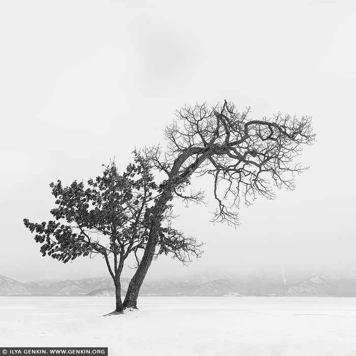 portfolio stock photography | Kussharo Lake Tree, Study 2, Kussharo Lake, Teshikaga, Hokkaido, Japan, Image ID JAPAN-HOKKAIDO-LAKE-KUSSHARO-0002