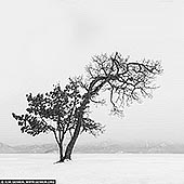 portfolio stock photography | Kussharo Lake Tree, Study 2, Kussharo Lake, Teshikaga, Hokkaido, Japan, Image ID JAPAN-HOKKAIDO-LAKE-KUSSHARO-0002. Another black-and-white minimalistic photo captures the solitary figure of a tree standing on the snow-covered shore of Lake Kussharo on Hokkaido. The tree, almost stripped of leaves, is rendered as a stark silhouette against the bright, white sky, its delicate, bare branches reaching upward in graceful patterns. The snow blankets the ground and the frozen lake in a seamless, smooth layer, creating a soft, uninterrupted surface that stretches to the horizon. The sky and the snow merge into a single expanse of light, making the dark outline of the tree the sole focal point of the image. Its intricate branches, etched against the pale backdrop, convey both fragility and resilience in the harsh winter landscape. The absence of detail in the surroundings enhances the feeling of isolation, as if the world has been reduced to this singular, quiet moment on the lake's shore. The minimalism of the scene emphasises the beauty in simplicity - the tree's silhouette stands as a symbol of endurance amid the vast, snowy silence of Lake Kussharo. The photograph evokes a sense of calm, timelessness, and serene solitude in the frozen winter wilderness of Hokkaido.