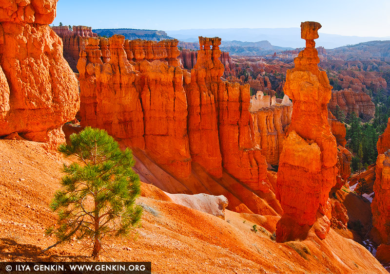 Sunrise at Thor's Hammer, Sunset Point, Navajo Loop Trail, Bryce Canyon National Park, Utah, USA
