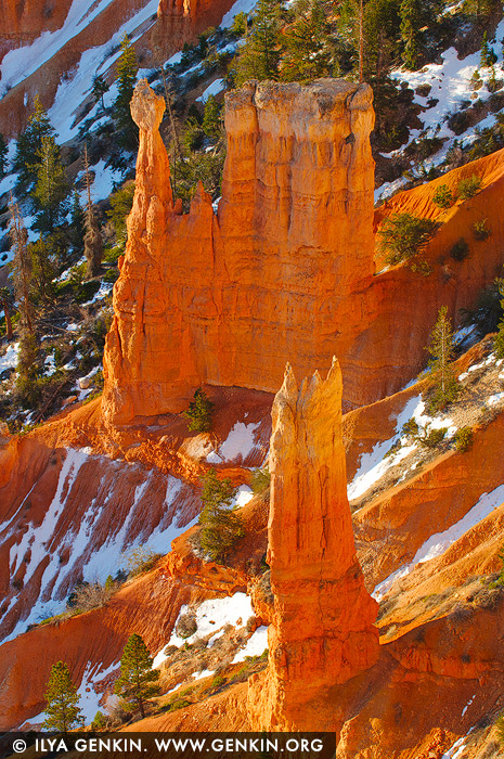 Bryce Canyon Hoodoos at Sunrise, Inspiration Point, Bryce Canyon National Park, Utah, USA