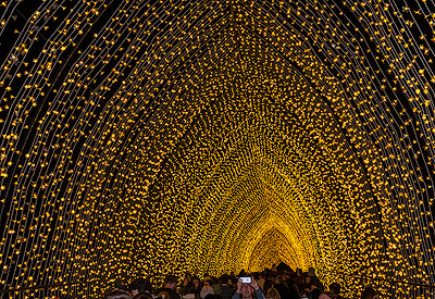 The Royal Botanic Garden during Vivid Sydney Festival